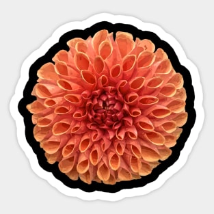 Pretty Dahlia Botanical Bee Flower Annual Garden Sticker